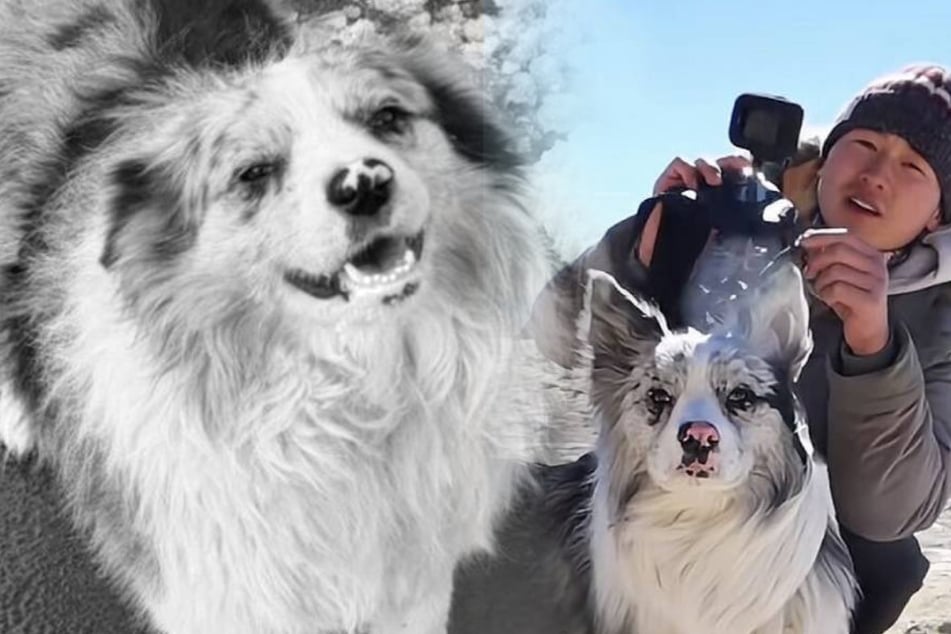Horror um gestohlenen Influencer-Hund: Border Collie wird geklaut, geschlachtet und in Restaurant verspeist
