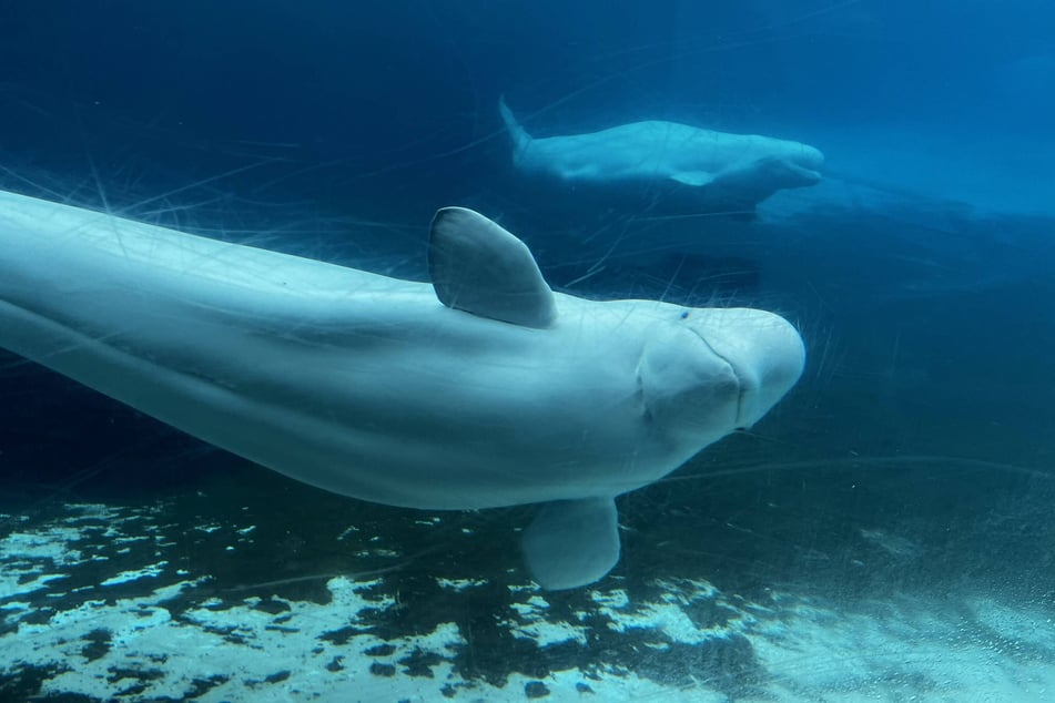 Marineland, a theme park in Niagara Falls, threatened to euthanize 30 beluga whales if the Canadian government doesn't extend emergency funds.