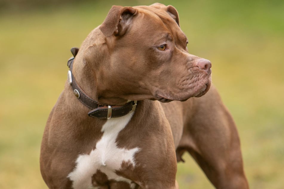 American-Pitbull-Terrier-Mischlingsdame Joy aus dem Hamburger Tierheim sucht ein richtiges Zuhause.