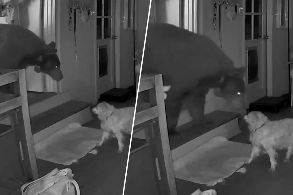 Doodle und der Schwarzbär stehen sich direkt gegenüber, unsicher über die Reaktion des jeweils anderen.