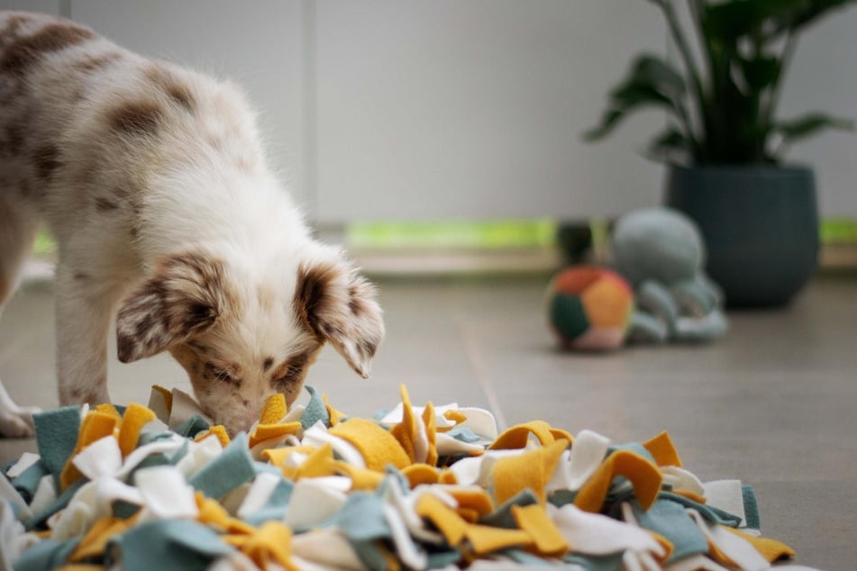 Playing puzzle games with your dog will also keep them busy and happy indoors.