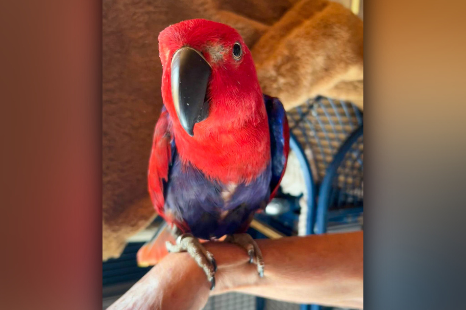Süßer Papagei schlägt Einbrecher in die Flucht, als er diese Worte spricht