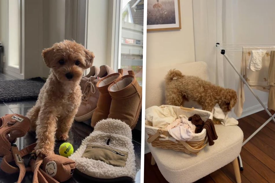 Maltipoo Bingo sorgt für jede Menge Abwechslung im Leben seines Frauchens.