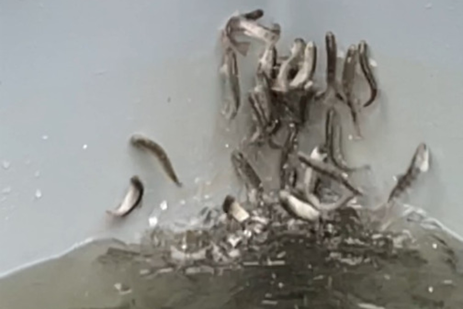 Das Foto zeigt einen Ausschnitt aus einem Video, in dem die Lachse immer wieder versuchen aus dem Wasser zu springen.