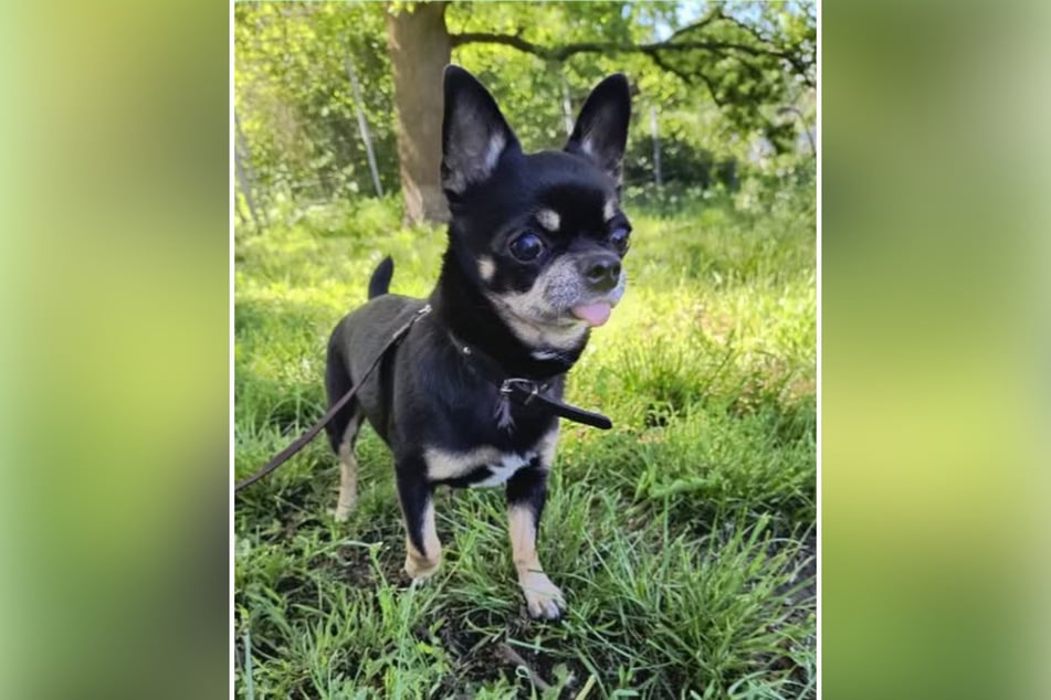 Chicco ist sehr menschenbezogen und liebt ausgiebige Streicheleinheiten.