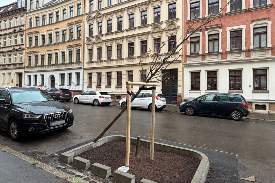 Der abgesägte Baum hängt nun in der Vorrichtung, die ihm eigentlich helfen sollte, groß zu wachsen.