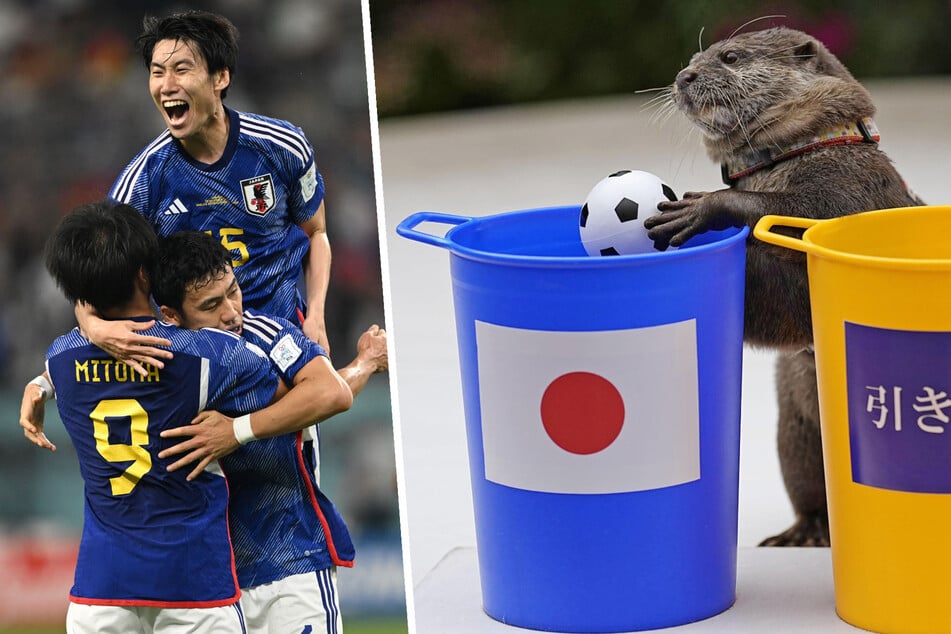 Fußball-Orakel: Dieser süße Otter hat die deutsche WM-Pleite genau vorhergesehen