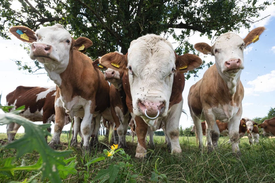 Nach dem Unfall sind neun Bullen entkommen. (Symbolfoto)