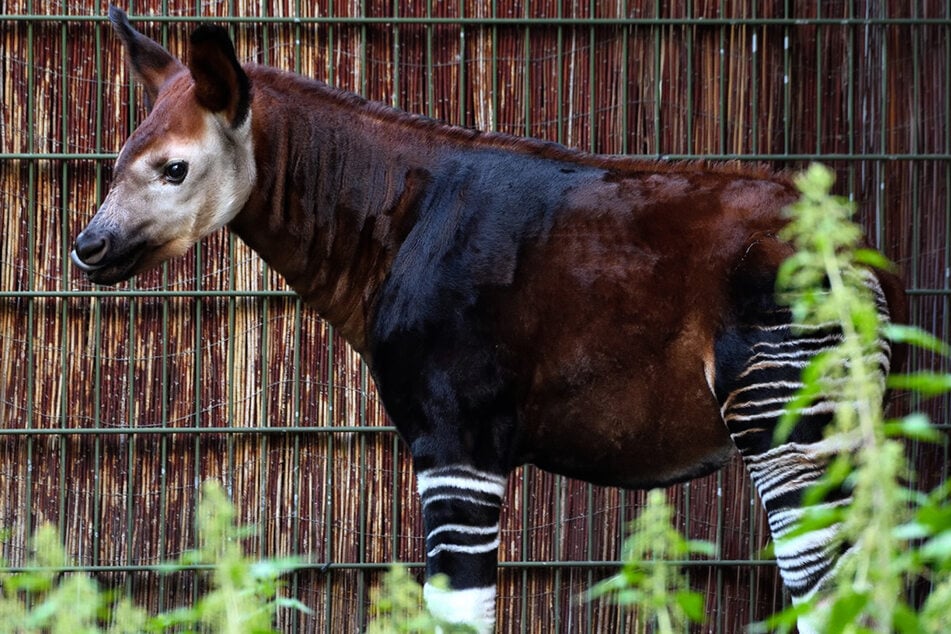 Bulle Hakara ist das jüngste Mitglied der vierköpfigen Okapi-Familie im Kölner Zoo.