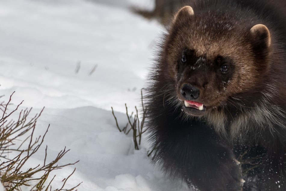California's Department of Fish and Wildlife have confirmed a rare spotting of a wild wolverine.