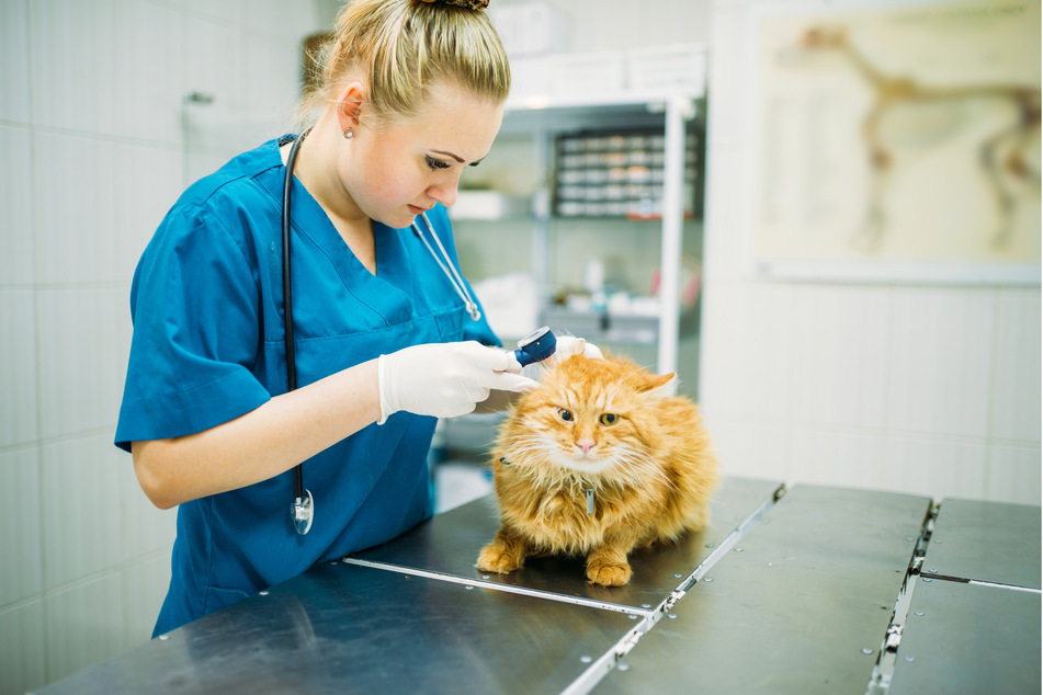 The veterinarian should be your first port of call for any cat health problems.