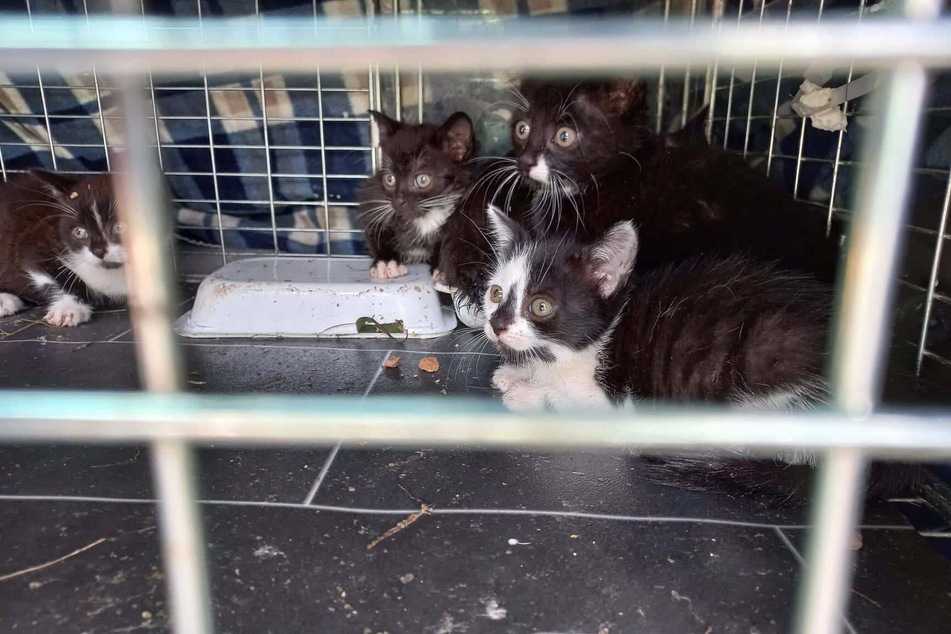 Die kleinen Kätzchen sind aus einem Garten in Bedburg eingesammelt und ins Tierheim Bergheim gebracht worden.