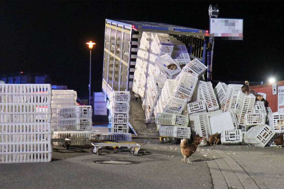 Mehrere Hühner befreiten sich aus ihren Käfigen.