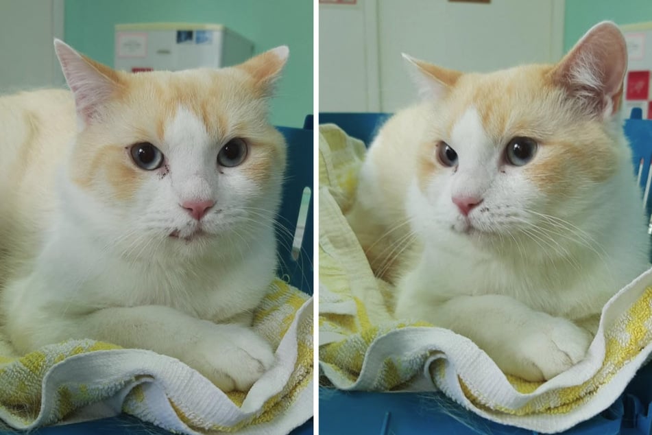 Der in Berlin-Marzahn gefundene Kater sucht aus der Berliner Tierheim-Praxis aus nach seinen Haltern.