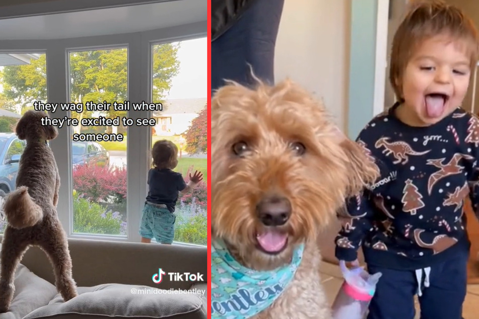 Toddler thinks he's a dog after growing up with his four-legged BFF – and TikTok loves it