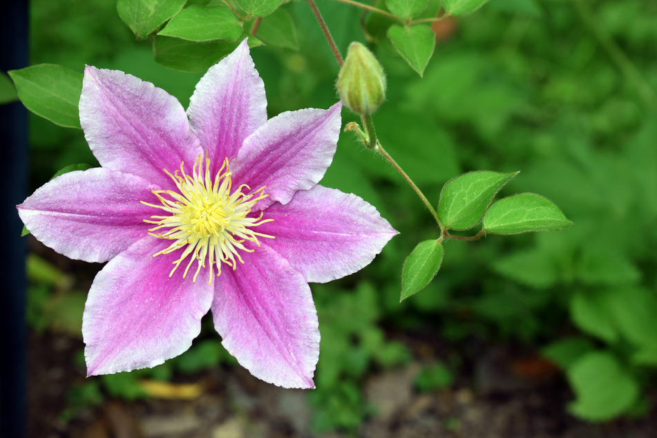 Nur mit den richtigen Nährstoffen blüht die Clematis so wunderschön.