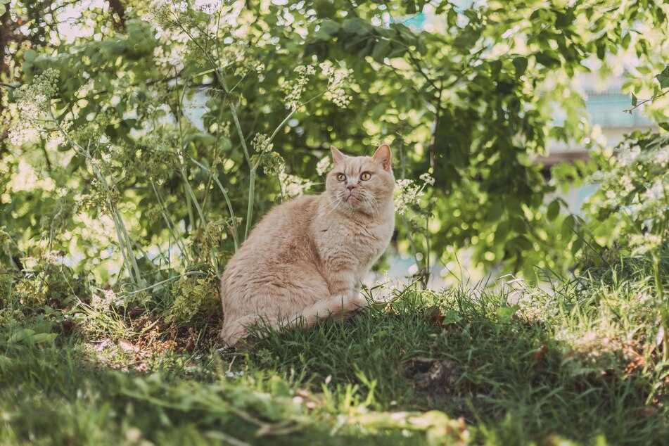 Cats like hiding in bushes and shrubs.