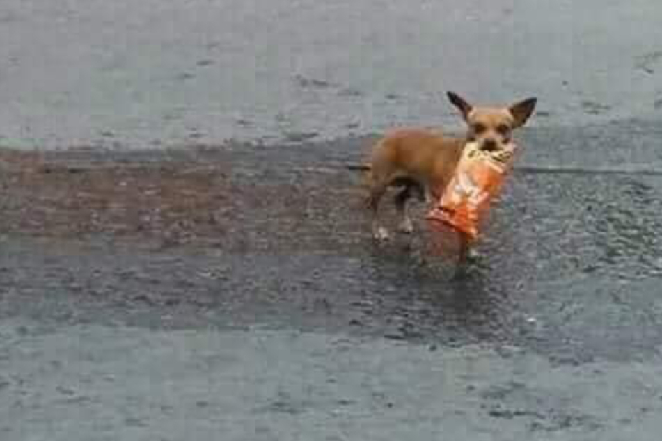Der kleine Chihuahua brachte seinem Herrchen bisher immer die richtige Packung Chips.