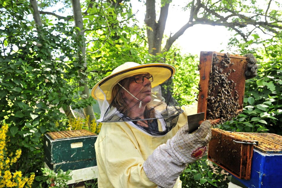 Imkerin Heike Janthur (55) wacht über die Gesundheit ihrer Bienenvölker, begutachtet regelmäßig die Brutwaben.
