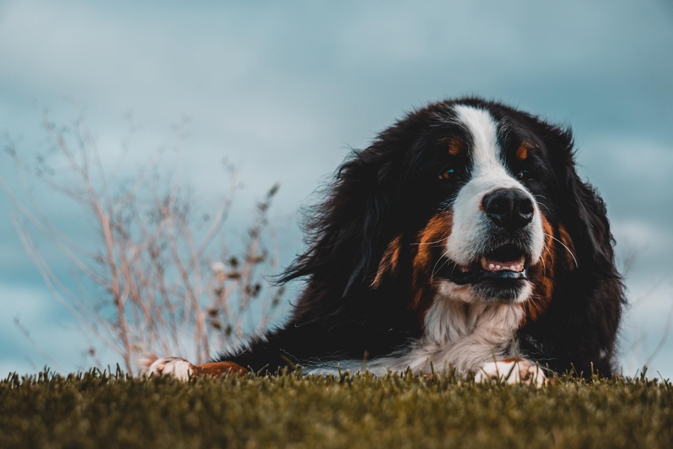 Bernese Mountain Dogs are probably too big for agility training.