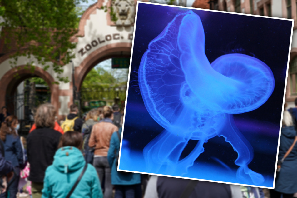 "Elefant, Tiger & Co.": Die ersten Bewohner ziehen ins Aquarium!