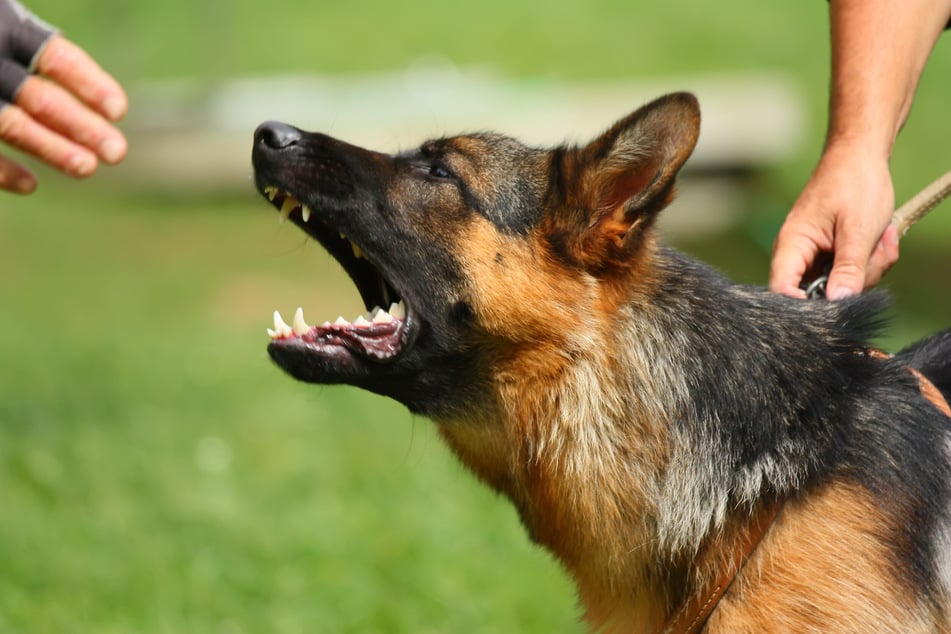 Während ihrer Gassi-Runde traf sie auf den Hund. (Symbolbild)