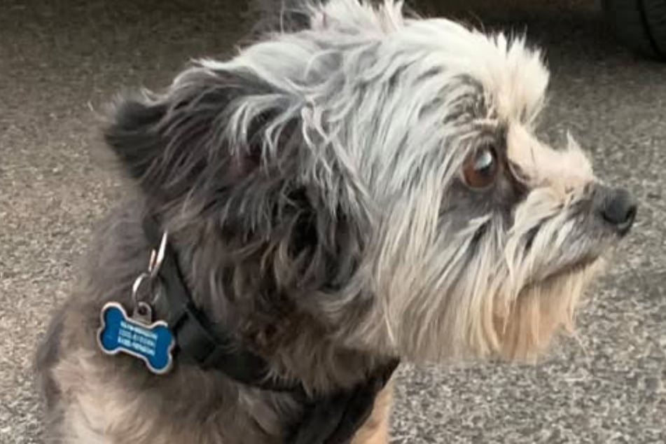 Retter holen erschöpften Hund von Straße: Was sie dann herausfinden, sorgt für Staunen