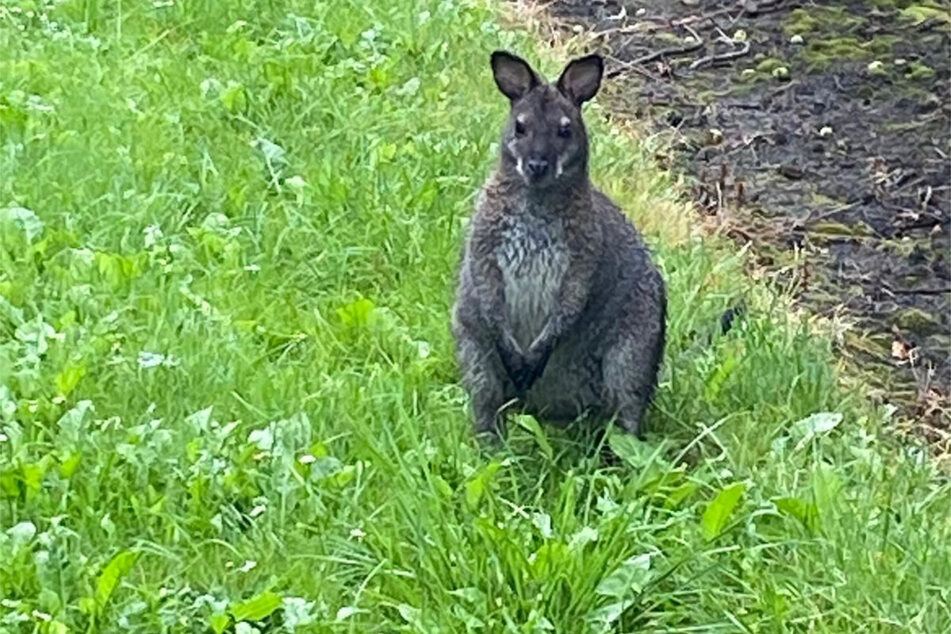 Rund drei Wochen lang war das Tier nach der Mehrzahl der Sichtungen alleine im Landkreis Cuxhaven unterwegs. Woher es stammt, ist weiterhin unklar.