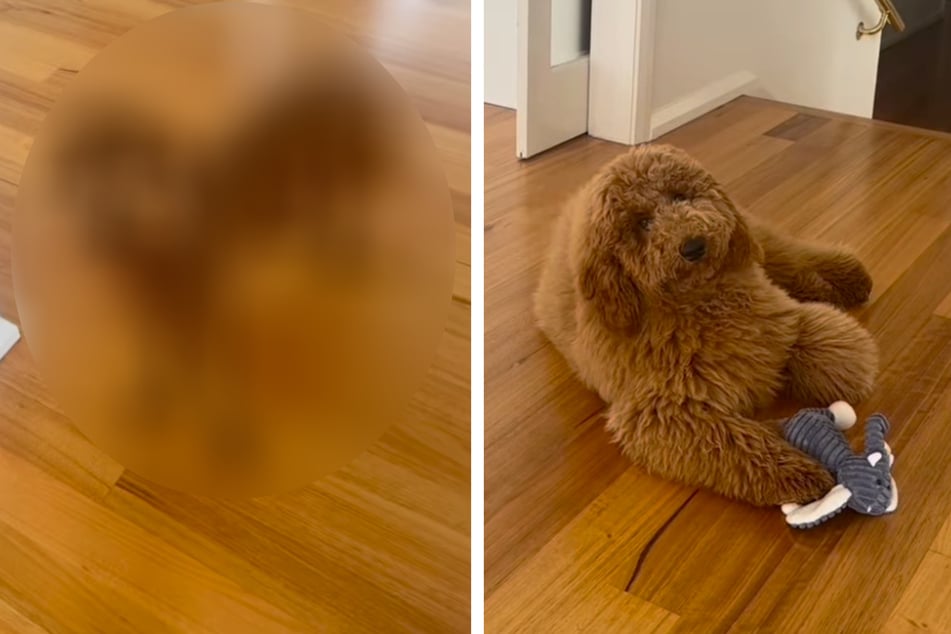 Monsieur amène le mâle chez le coiffeur pour chiens : lorsqu'il le revoit, il est sous le choc