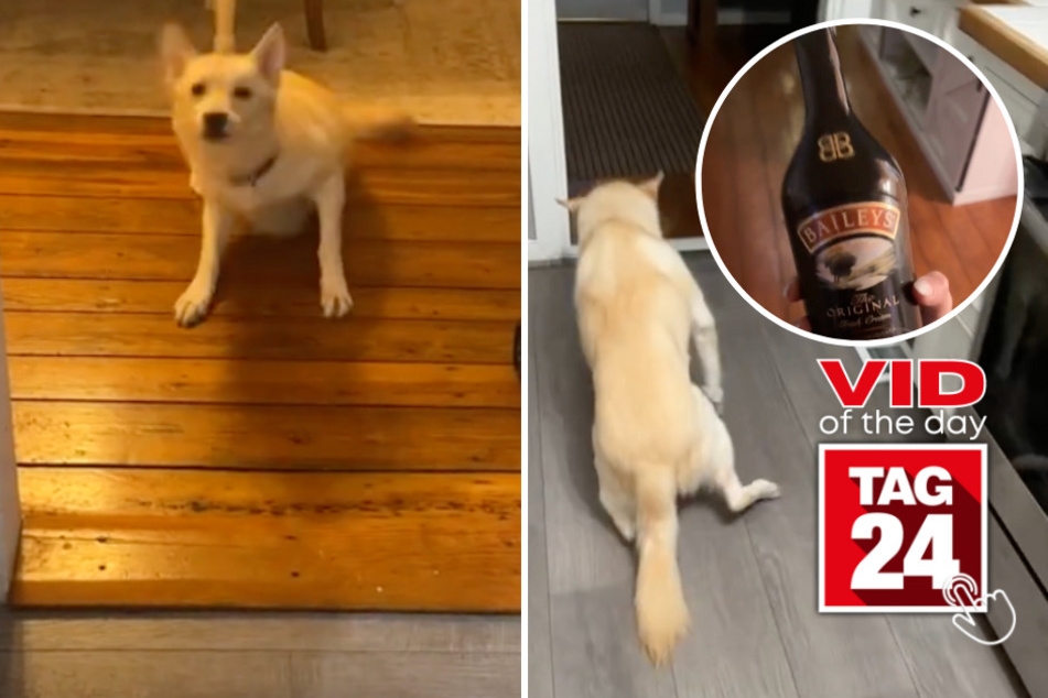 viral videos: Viral Video of the Day for November 20, 2023: Jack the dog dives into the wrong holiday spirits!