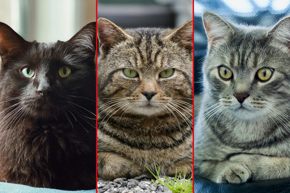 Loafing cats are some of the cutest kitties in the world.