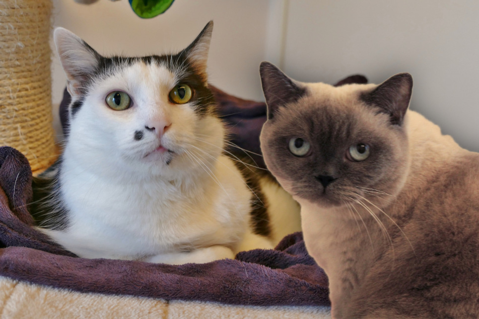 Kater Lemon (l.) und Katze Juicy möchten auch in Zukunft zusammenbleiben.