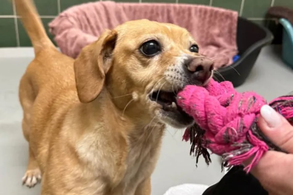 Die Hündin war vor einer Zeit samt einer dramatischen Geschichte bei den Tierrettern gelandet.