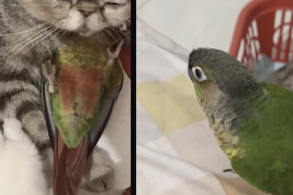 Der Besitzer der Tiere glaubt, dass der Vogel die Nähe der Katzenmutter schätzt.