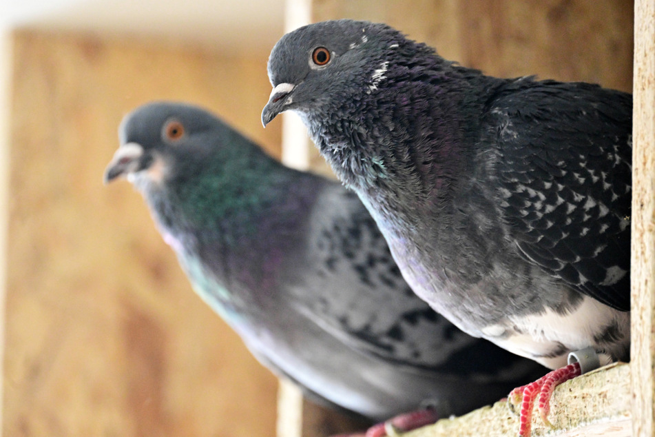 Tauben sitzen im Taubenschlag - mithilfe von Spenden sollen derartige Nistplätze für die Vögel auch in Limburg eingerichtete werden.