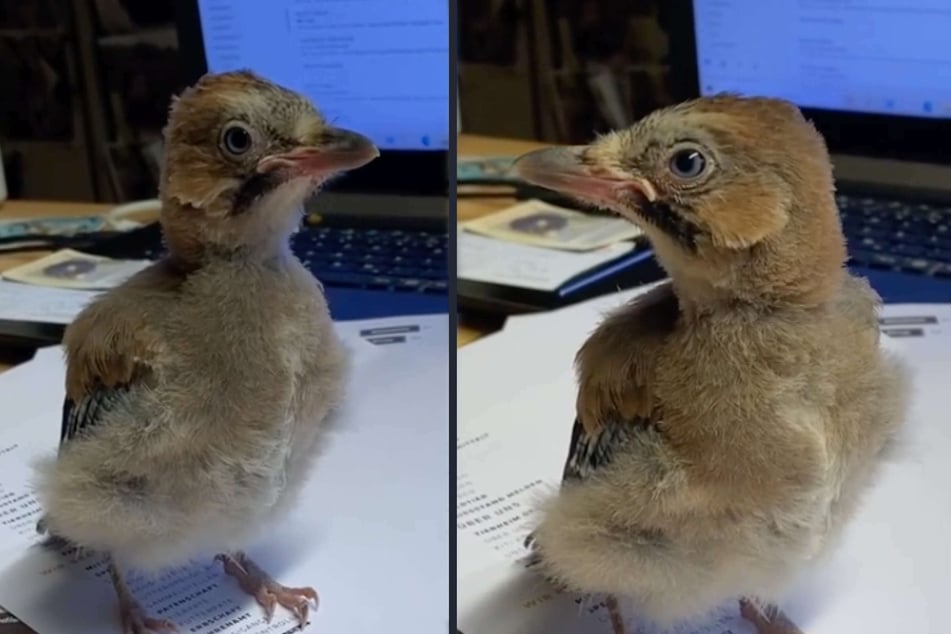 Vogel "Herbert" war aus seinem Nest geplumpst. Nun ist er beim Tierheim Köln-Dellbrück vorübergehend als Bürokraft eingestellt.