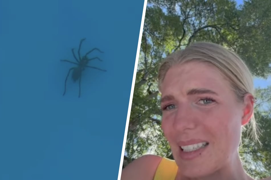 Antonia Hemmer (26) zeigt auf Instagram die große Spinne, die sie am Borden ihres Pools entdeckt hat.
