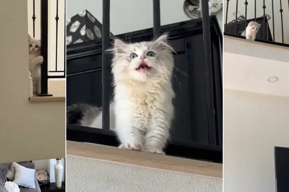 Birdie the Ragdoll cat has been taking her name too literally in this viral video documenting the kitty's adorable and mischievous hijinks!