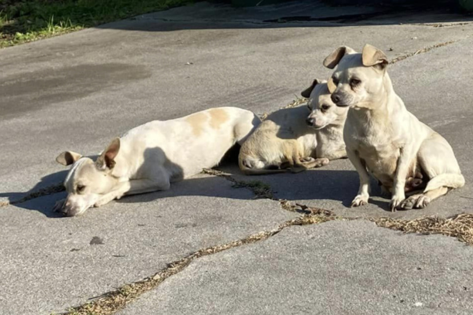 Hunde-Welpen in "schlimmster Ecke der Stadt" ausgesetzt: "Es war mehr als nur herzzerreißend"