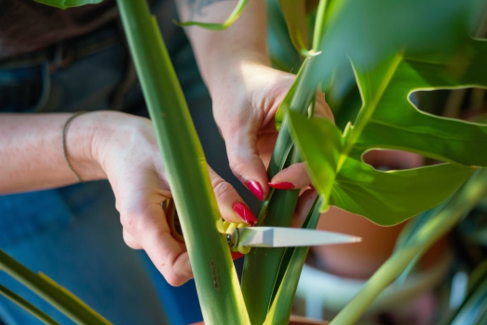 Blätter einer Monstera sollte man möglichst nah am Stängelansatz abschneiden.
