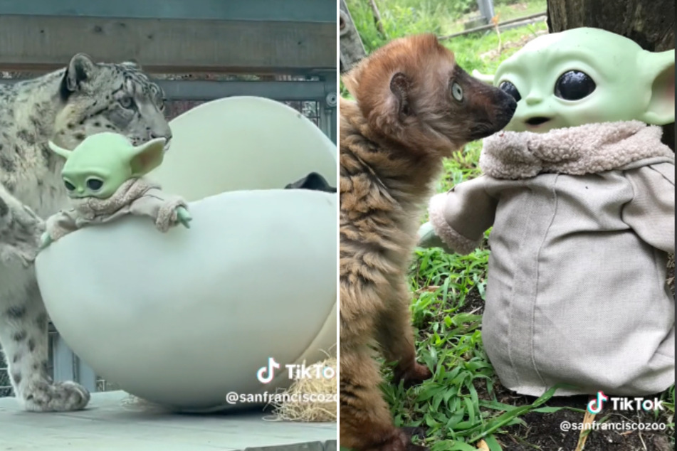 Animals at the San Francisco Zoo weren't so sure what to do with Baby Yoda.