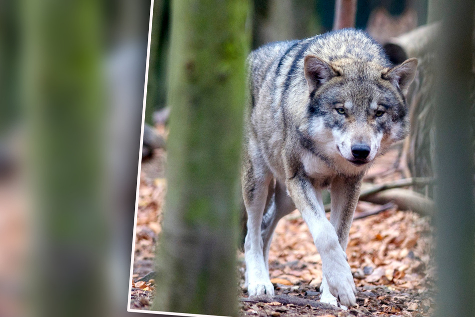 Wölfe: Nach Fund von schwer verletztem Wolf: Not-Tötungen in Sachsen-Anhalt selten