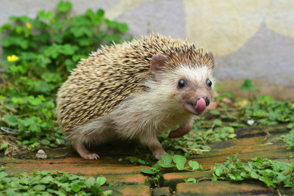 Igel: so niedlich!