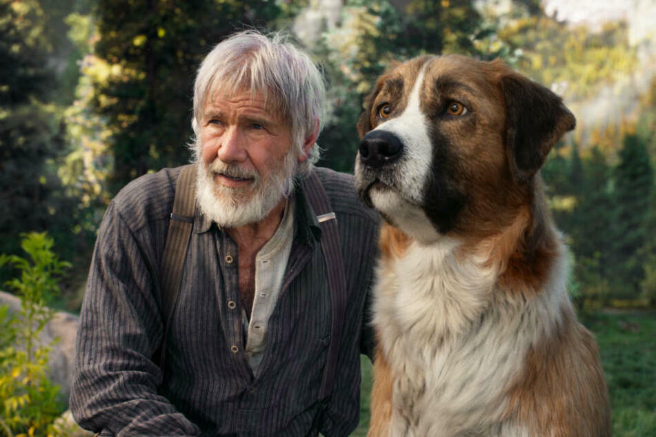 Harrison Ford (78) könnte für seine Rolle des John Thornton neben dem Hund Buck in "Ruf der Wildnis" den unbeliebten Preis mit nach Hause nehmen.