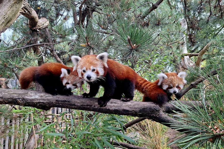 Leipzigs Rote Panda-Zwillinge erhielten am Freitag ihre Namen.