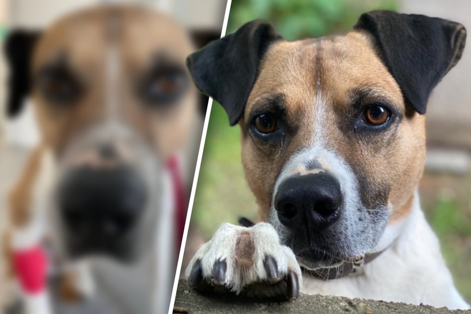 Hochintelligenter Hund feiert trauriges Jubiläum: Gibt es noch Hoffnung für Laiko?