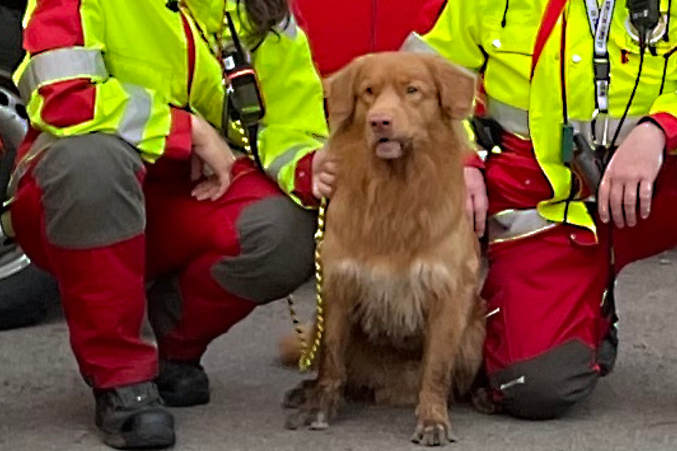 Retriever Koda wurde am Donnerstagmorgen zum Helden: Der Rettungshund entdeckte einen verschwundenen Senior aus Döbeln.