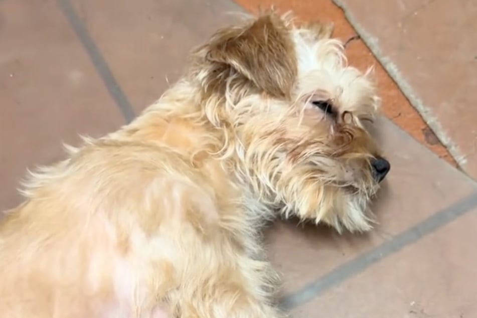 Lovebug machte nach dem ganzen Stress erstmal ein entspanntes Nickerchen.