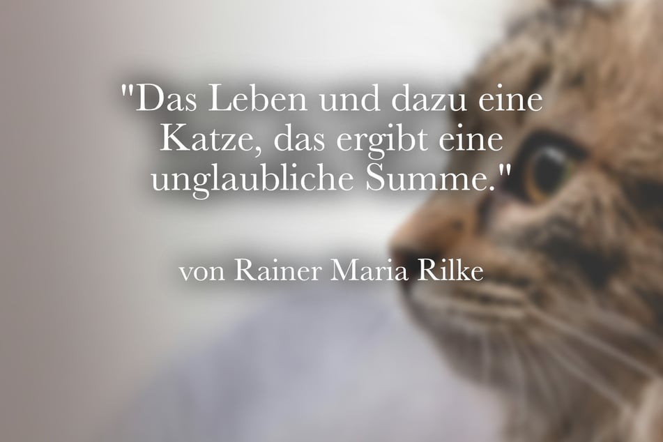 Rainer Maria Rilke fand: "Das Leben und dazu eine Katze, das ergibt eine unglaubliche Summe."