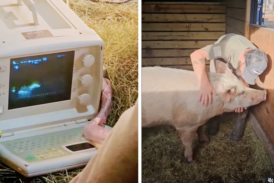 Sau Maple war während des ganzen Alptraums auch noch trächtig gewesen. Glücklicherweise hatten ihre Babys trotz allem überlebt.